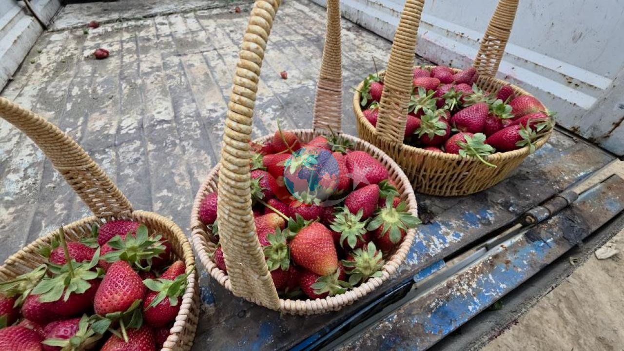 Hatay'da Çilek Hasadı Başladı: Aromatik Çilekler 110 TL'den Satılıyor