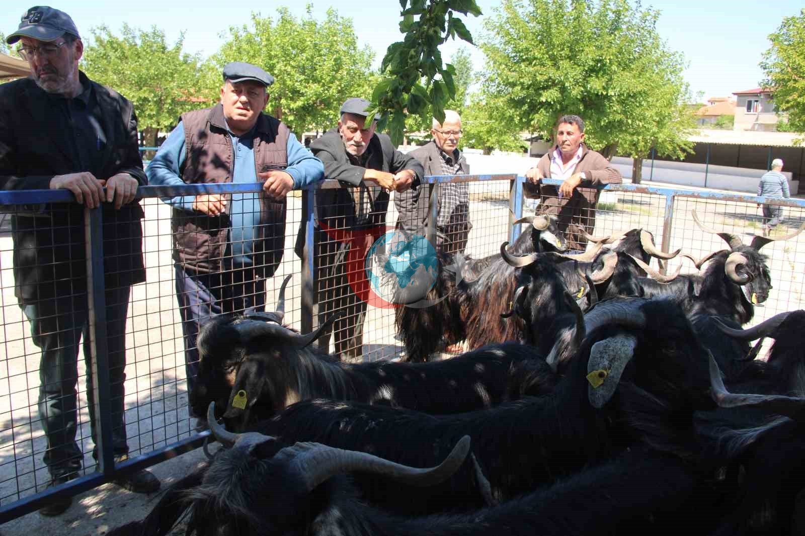 Muğla'da Kurbanlık Pazarında Hareketlilik Sürüyor