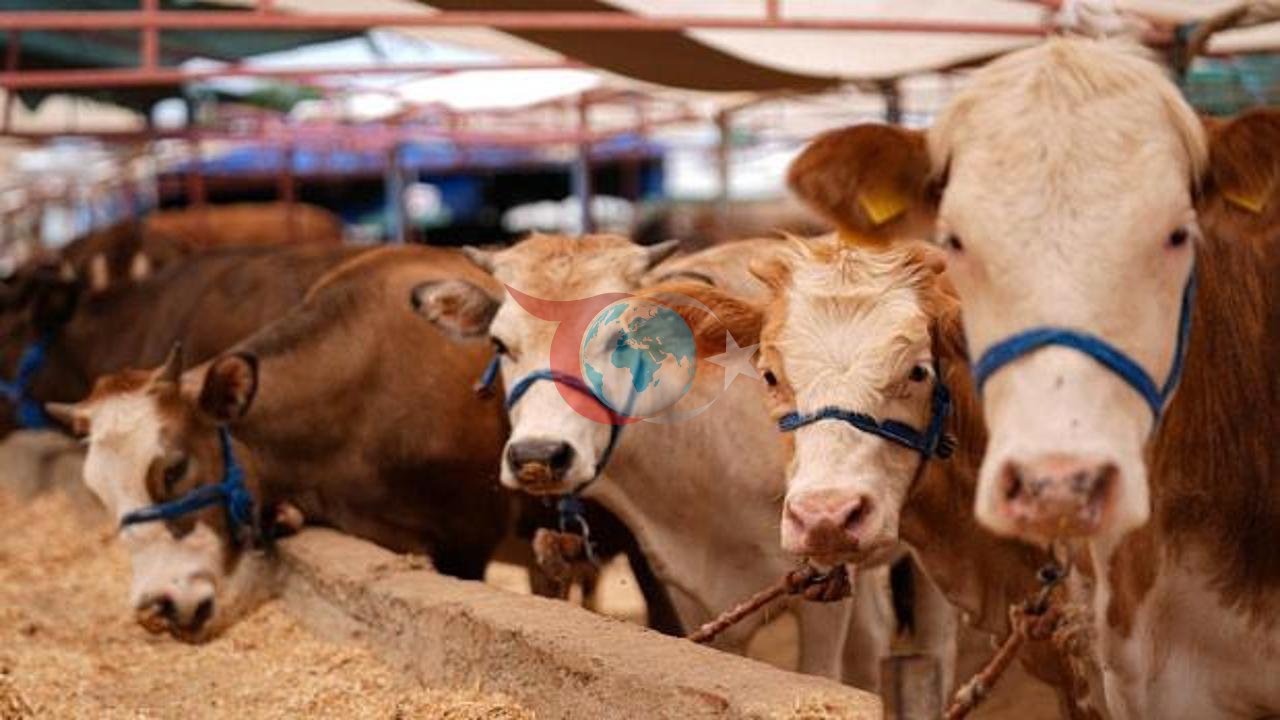 Kurban Bayramında Kurbanlık Seçimi ve Et Saklama Tüyoları