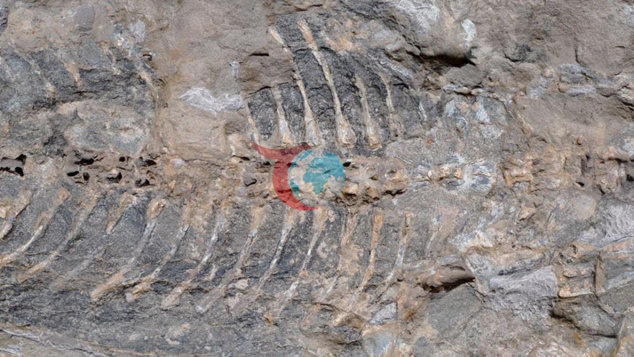 Avustralya'da Milyonlarca Yıllık Fosil Keşfi Heyecan Yarattı