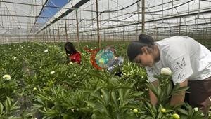 Antaliyada tarladan sərvətə sərvətə çevrilən hər çiçək 150 lirəyə satılır ki, bütün Türkiyədən bir çiçəyə çevrilir.