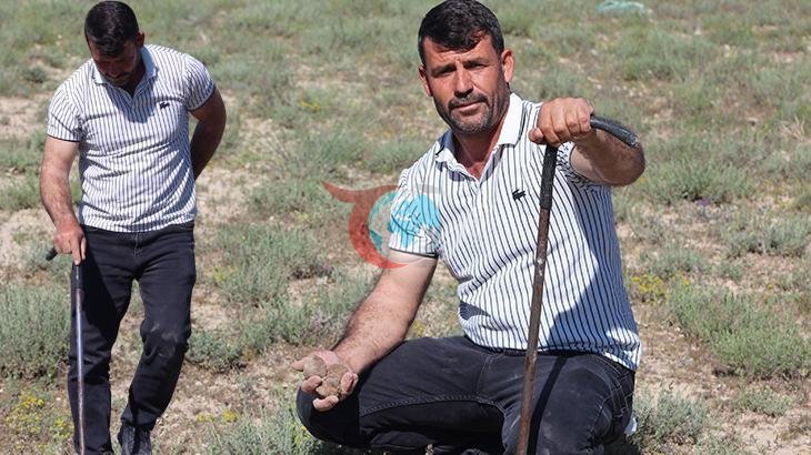 Trüf Mantarı ile Servet Kazanan Adam: Sait Alkış'ın Başarısı