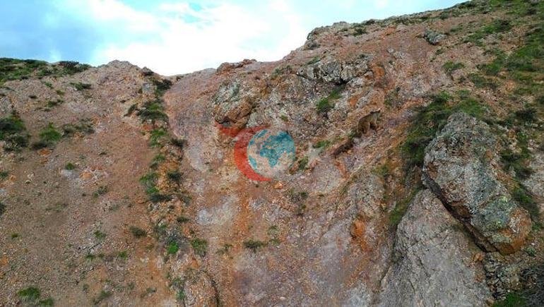 Anne ayı yavrularını kartaldan böyle korudu Doğada inanılmaz anlar