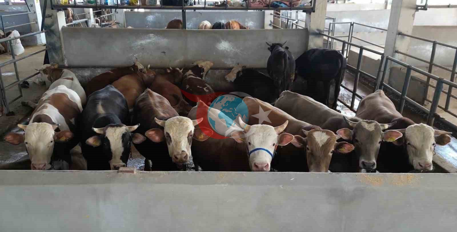 İnegöl Modern Hayvan Pazarı Kurban Bayramı'na Hazır