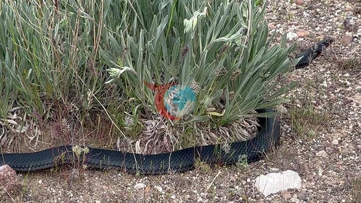 Şaşırtıcı Karşılaşma: 2 Metrelik Dev Kara Yılan Görüntülendi