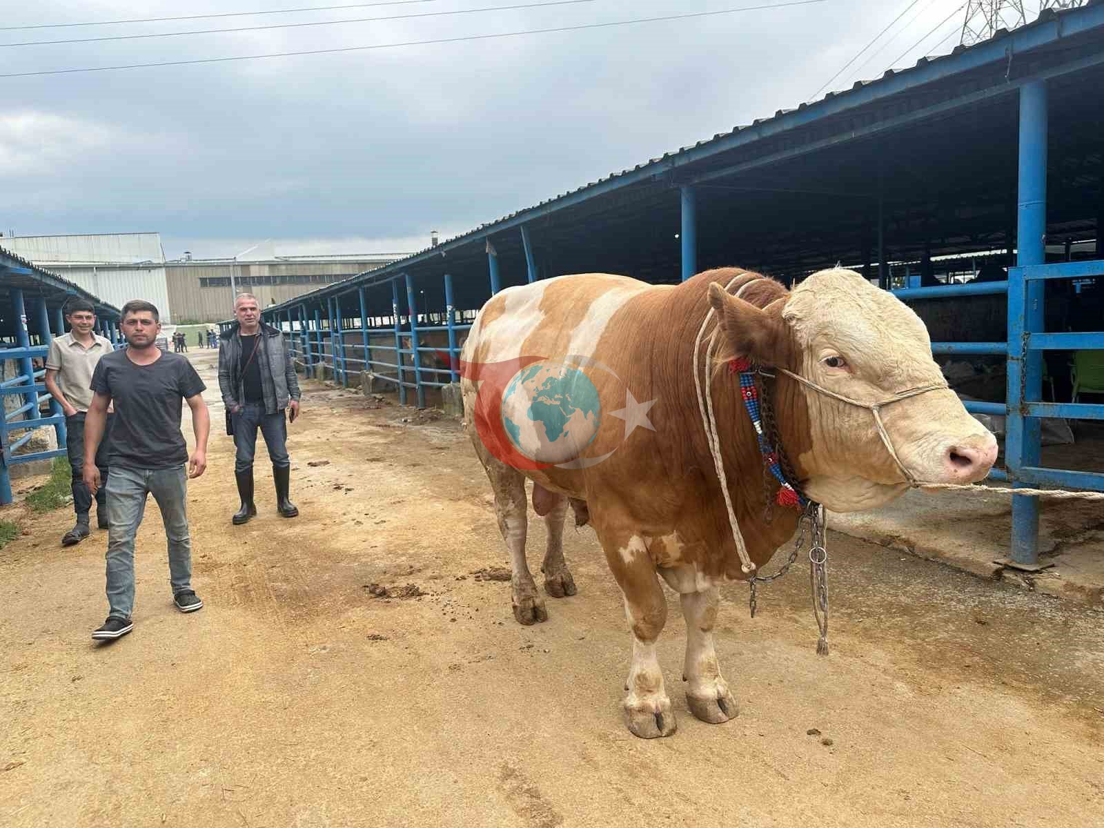 Bursa&rsquo;da kurbanlık şampiyonu görücüye çıktı: Tam 1,2 ton