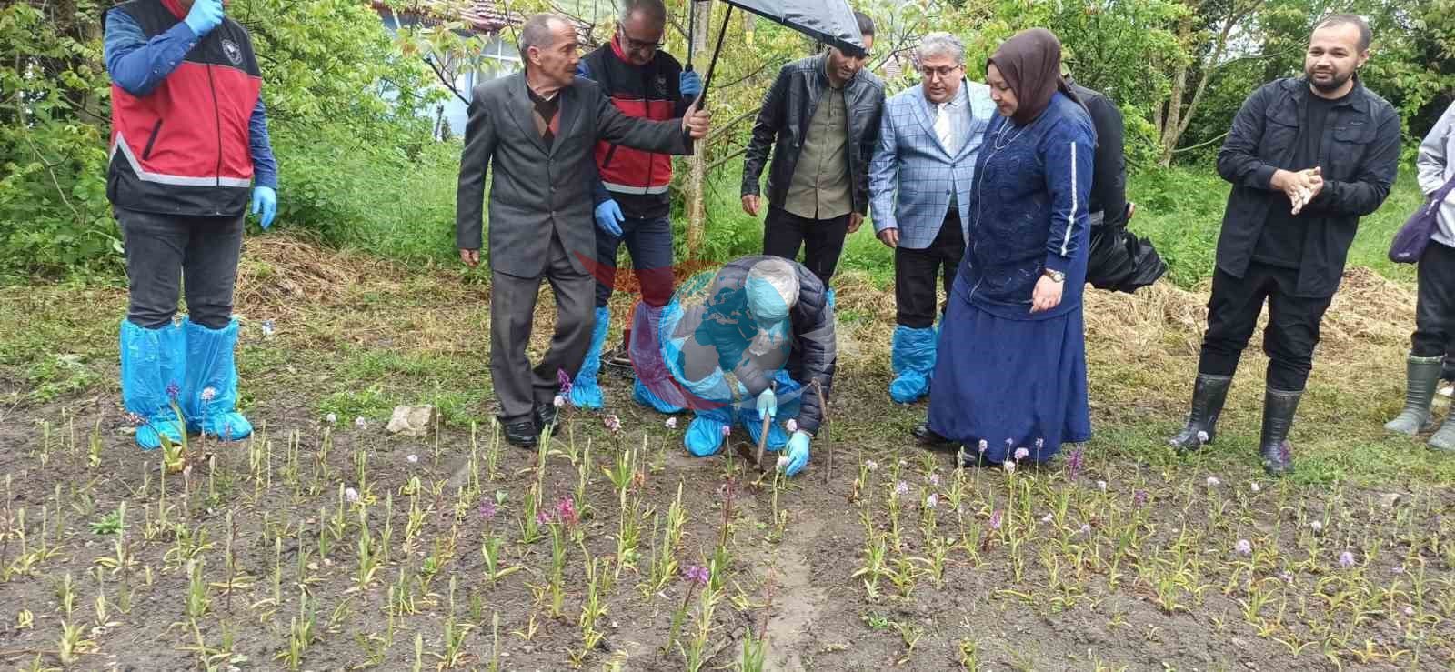 Doğa yürüyüşünde bulduğu salep orkidesi hayatını değiştirdi: 60 bin fideyle salep üreticisi oldu