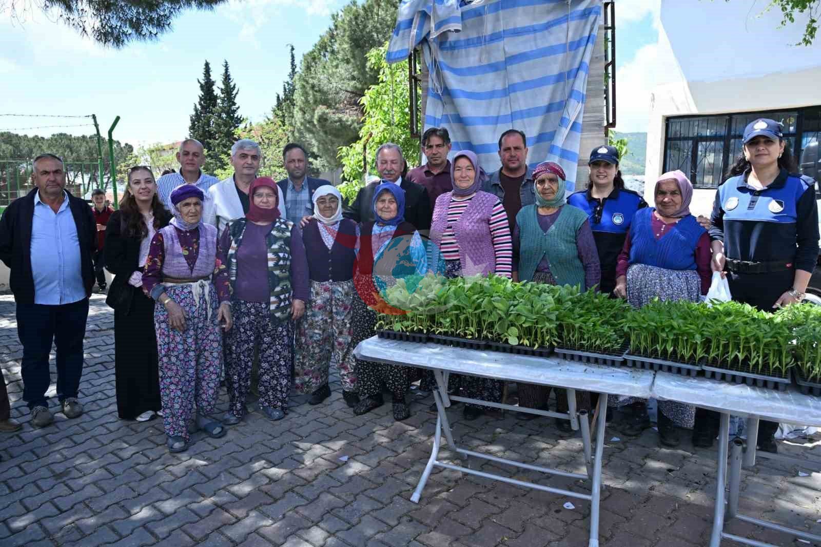 Salihlili üreticilere 34 bin sebze fidesi