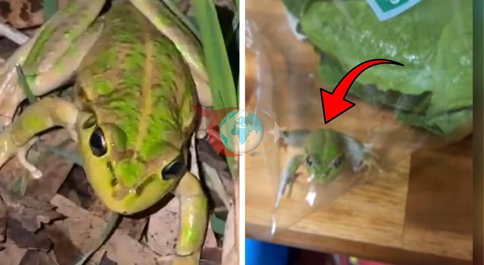 Avustralya'da Marketten Alınan Maruldan Canlı Kurbağa Çıktı!