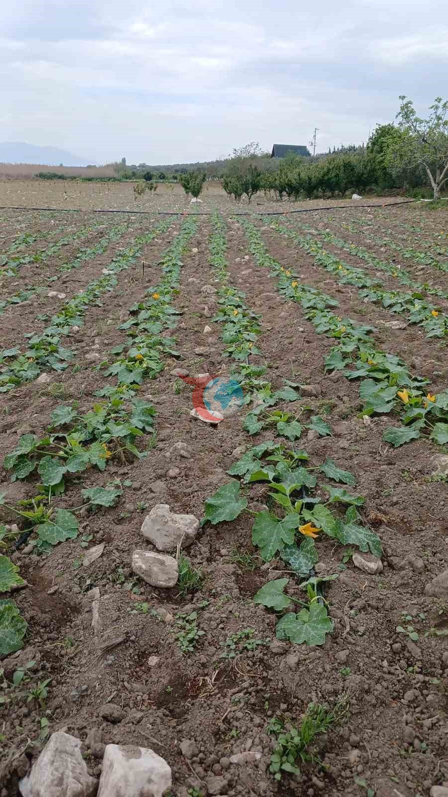 İznik&rsquo;te mevsimin ilk kabak hasadı