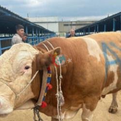 Qurban bazarının çempionu: 650 kiloqram sümüksüz ət verəcəyi gözlənilir! İşdə qiymət
