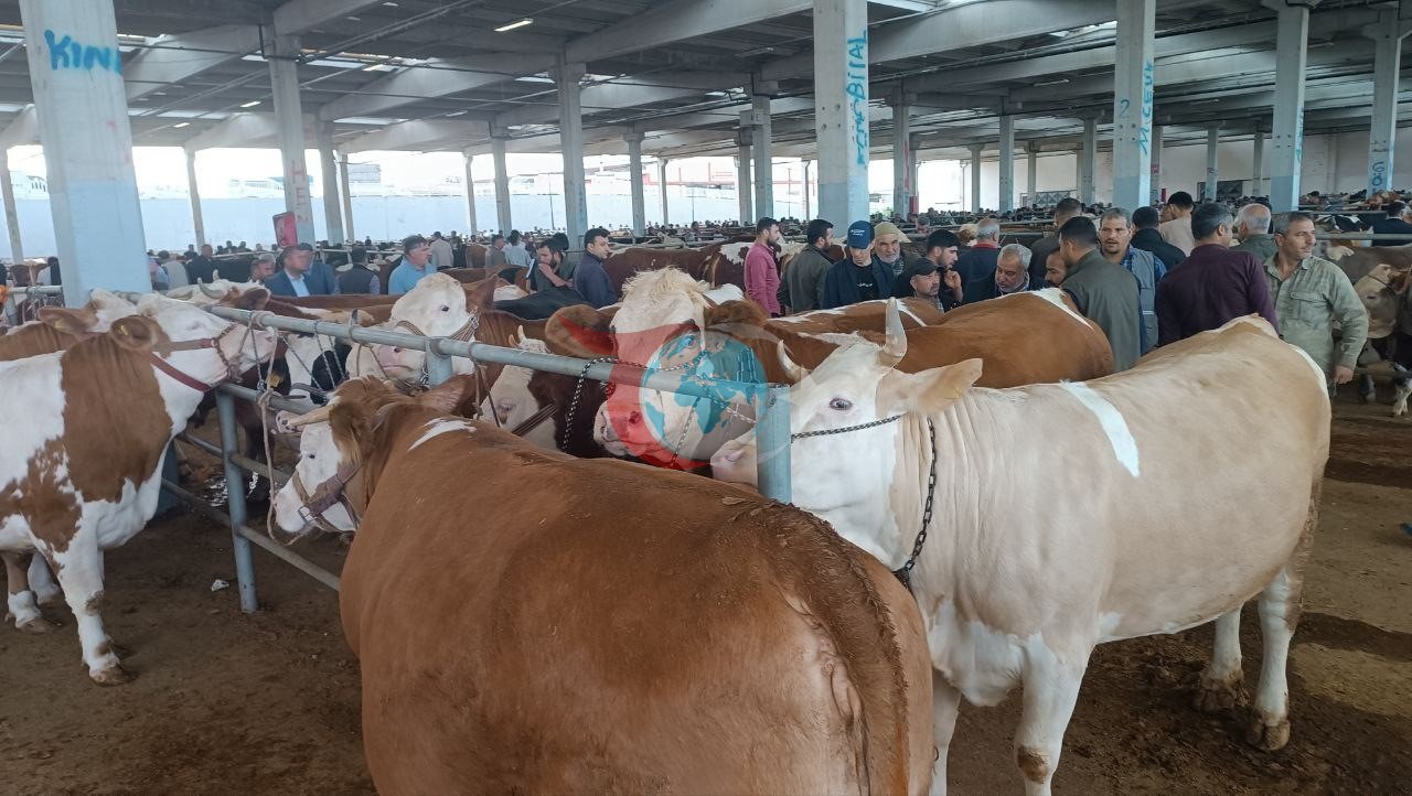 Şanlıurfa&rsquo;da komisyoncularla besicilerin rekabeti başladı