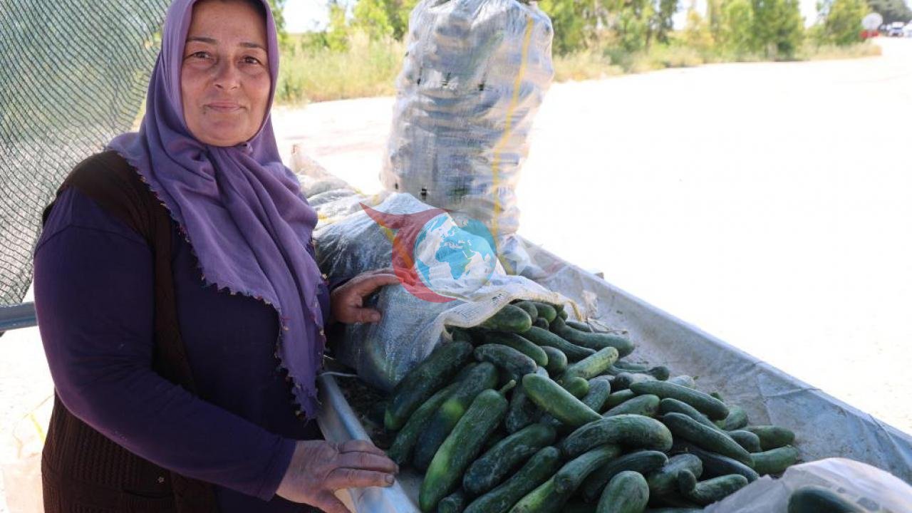 Karaköy Salatalığı: Tarlada 10, Tezgahta 30 Lira