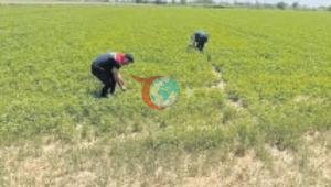 Aydın’da kuraklıkla mücadele çalışmaları