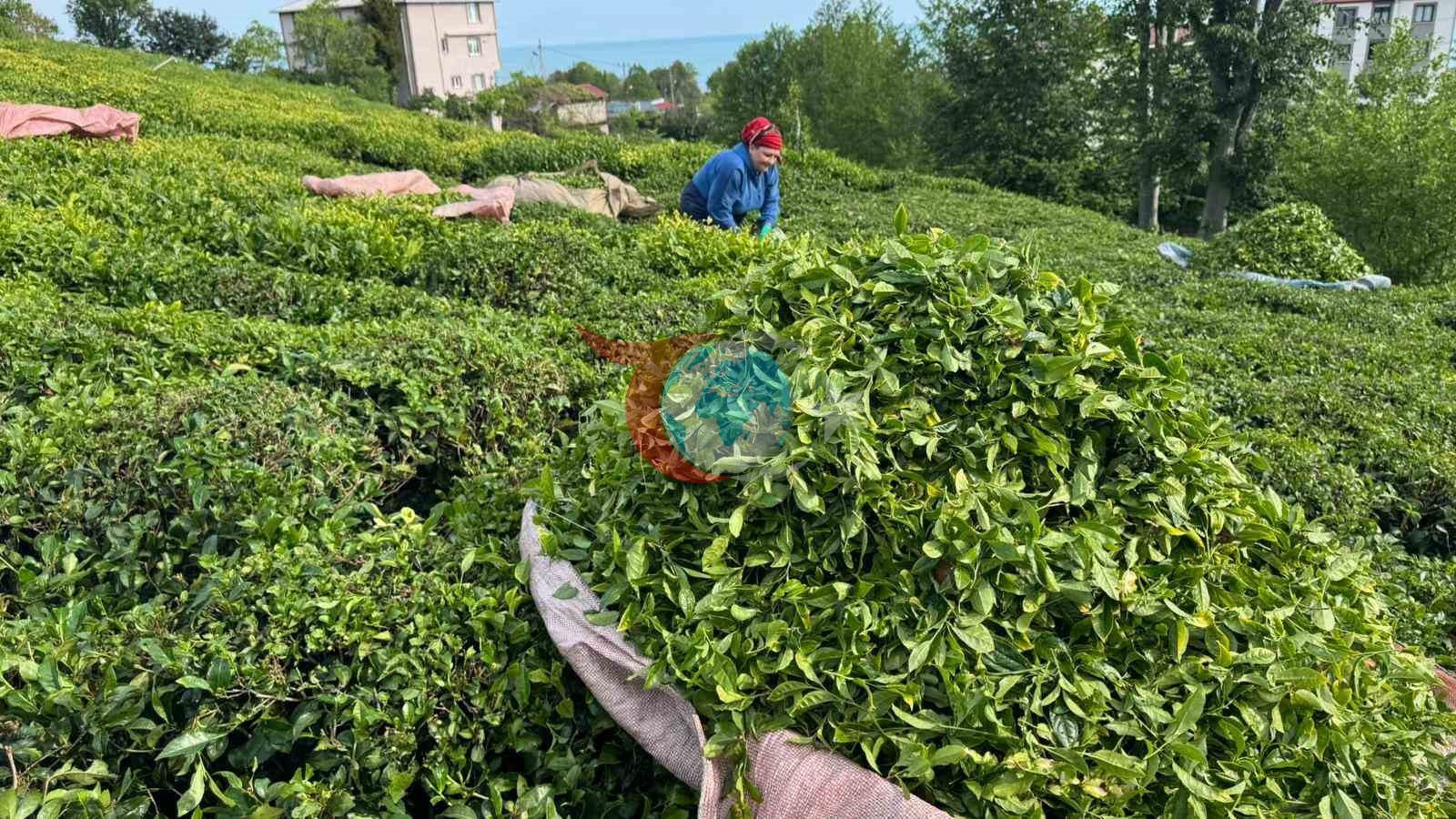 Rize'de Çay Üreticileri Güneşli Havada Hasada Başladı
