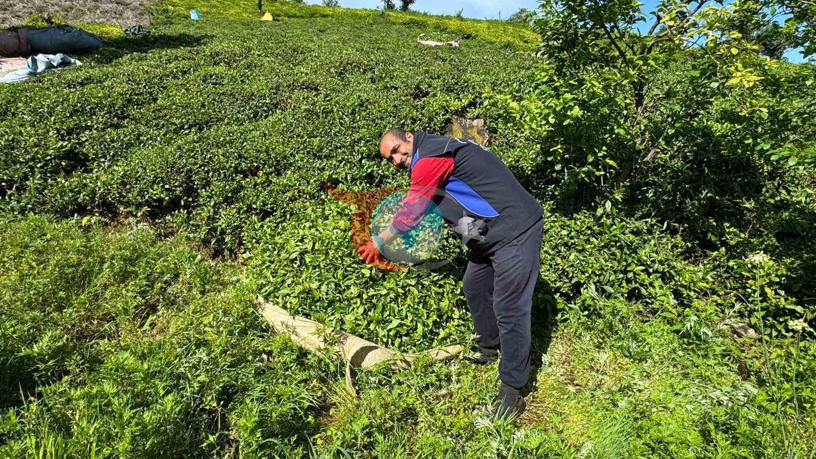 Rize&rsquo;de güneşli havayı fırsat bilen çay üreticileri hasat için bahçelere girmeye başladı