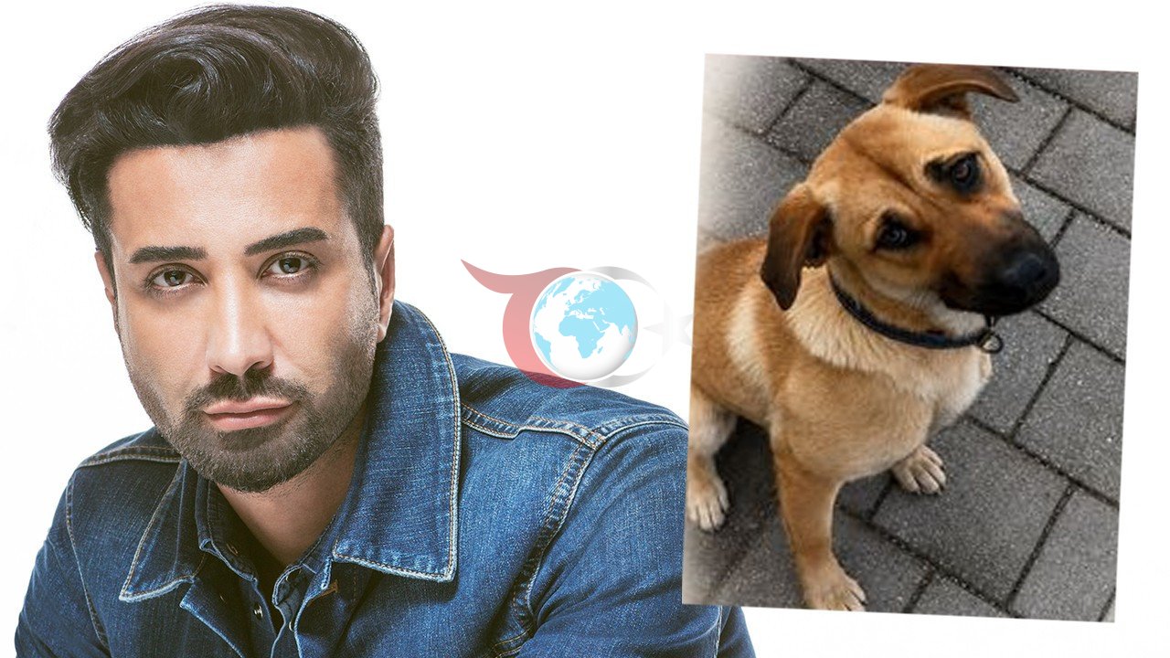 Tan Taşçı'nın Köpeği Masum Bodrum'da Kayboldu