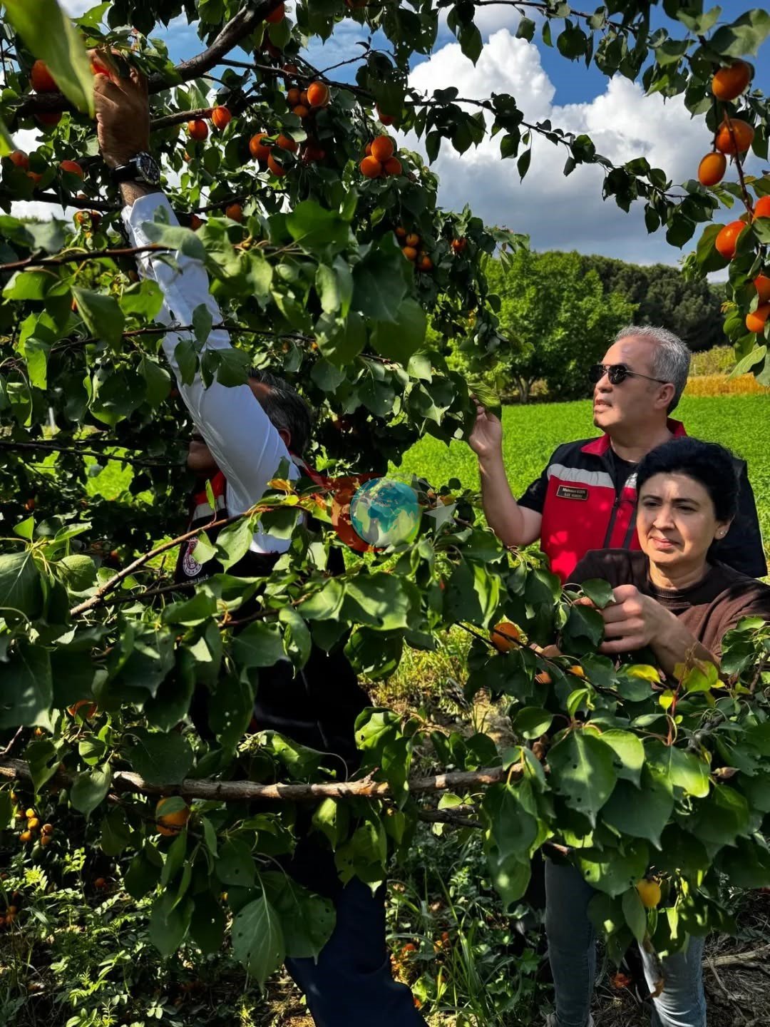 Kayısı bahçelerinde hasat başladı