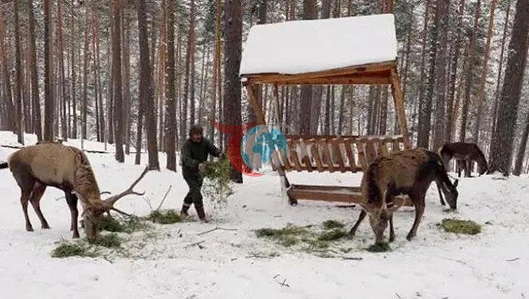 Өмірін құртқан киік. 38 жастағы қойшы 2,5 жыл төсек тартып жатыр ені = 