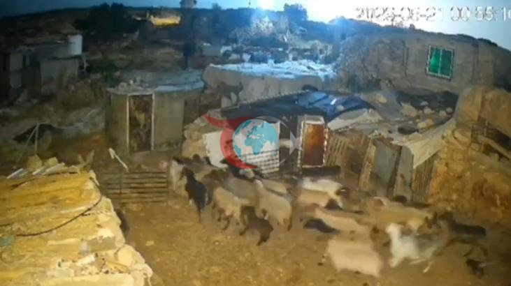 İsrailli Yerleşimciler Batı Şeria'da Filistinlilerin Hayvanlarını Çaldı