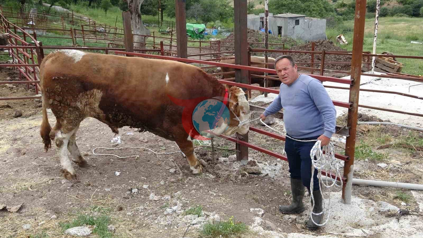 Çanakkale'nin Dev Boğası 'Paşaköy Efesi' Satışa Sunuldu
