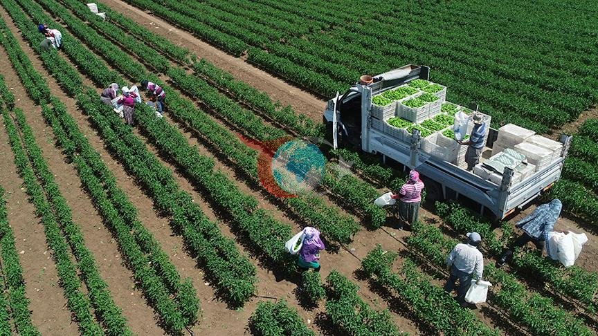 TÜİK'ten 2026 İçin Bitkisel Üretim Artış Tahmini