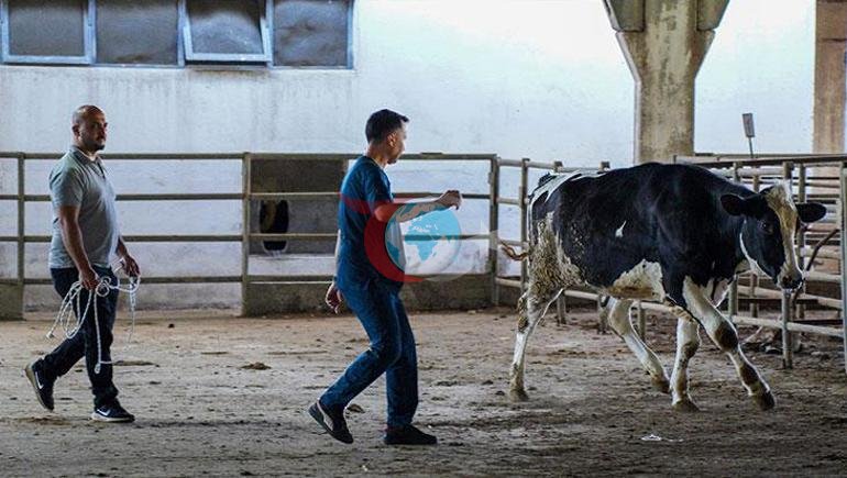 Önce ip, olmazsa anestezi Antalyanın eğitimli kurban yakalama timi göreve hazır
