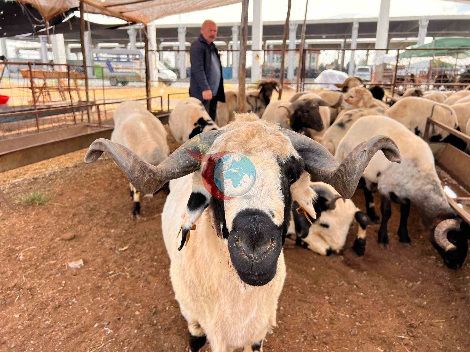Kahramanmaraş Hayvan Pazarında Bayram Öncesi Durgunluk