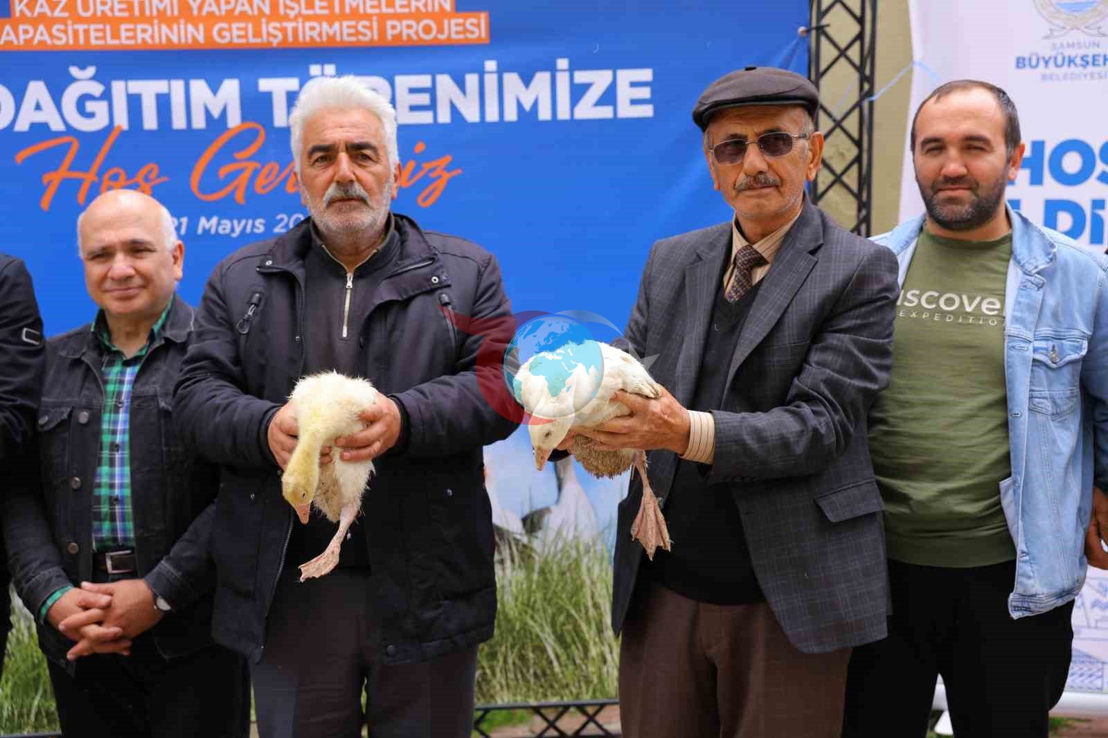 Samsun&rsquo;da üreticiye yüzde 50 hibeli kaz palazı desteği