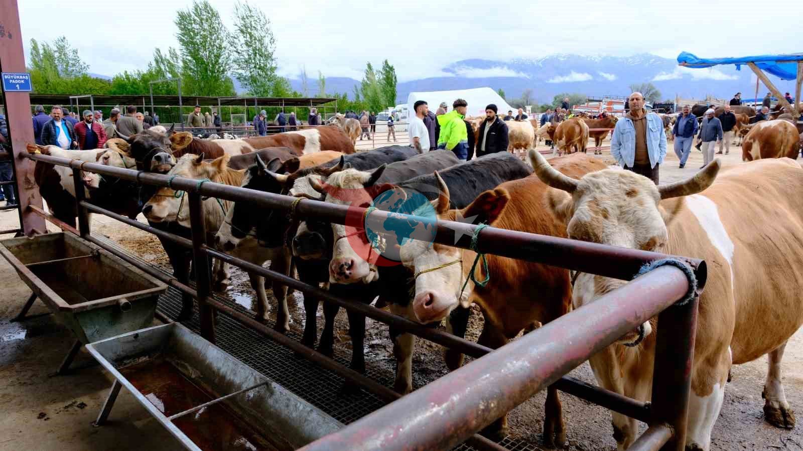 Erzincan Hayvan Pazarında Bayram Öncesi Hareketlilik Artıyor
