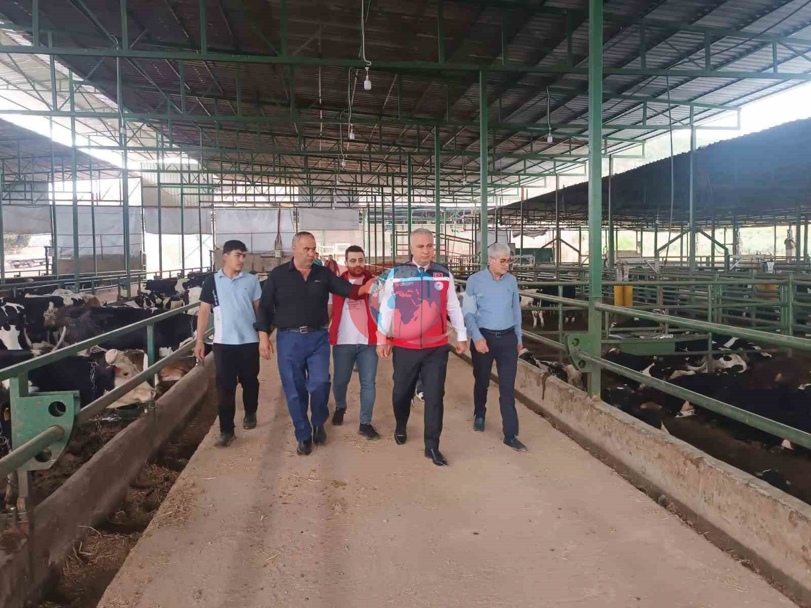 Kurban Bayramı Öncesi Hatay'da Hayvan Sağlığı Denetimleri