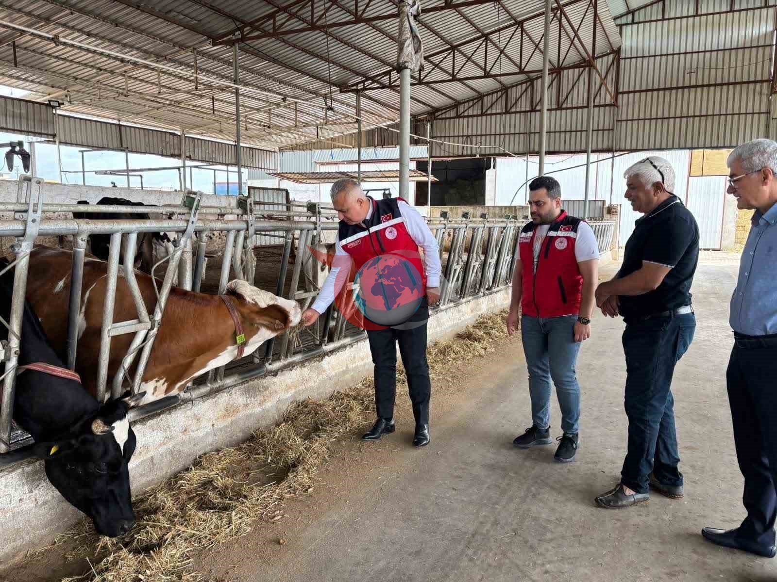 Kurban Bayramı öncesi hayvan satış yerlerinde sıkı denetim