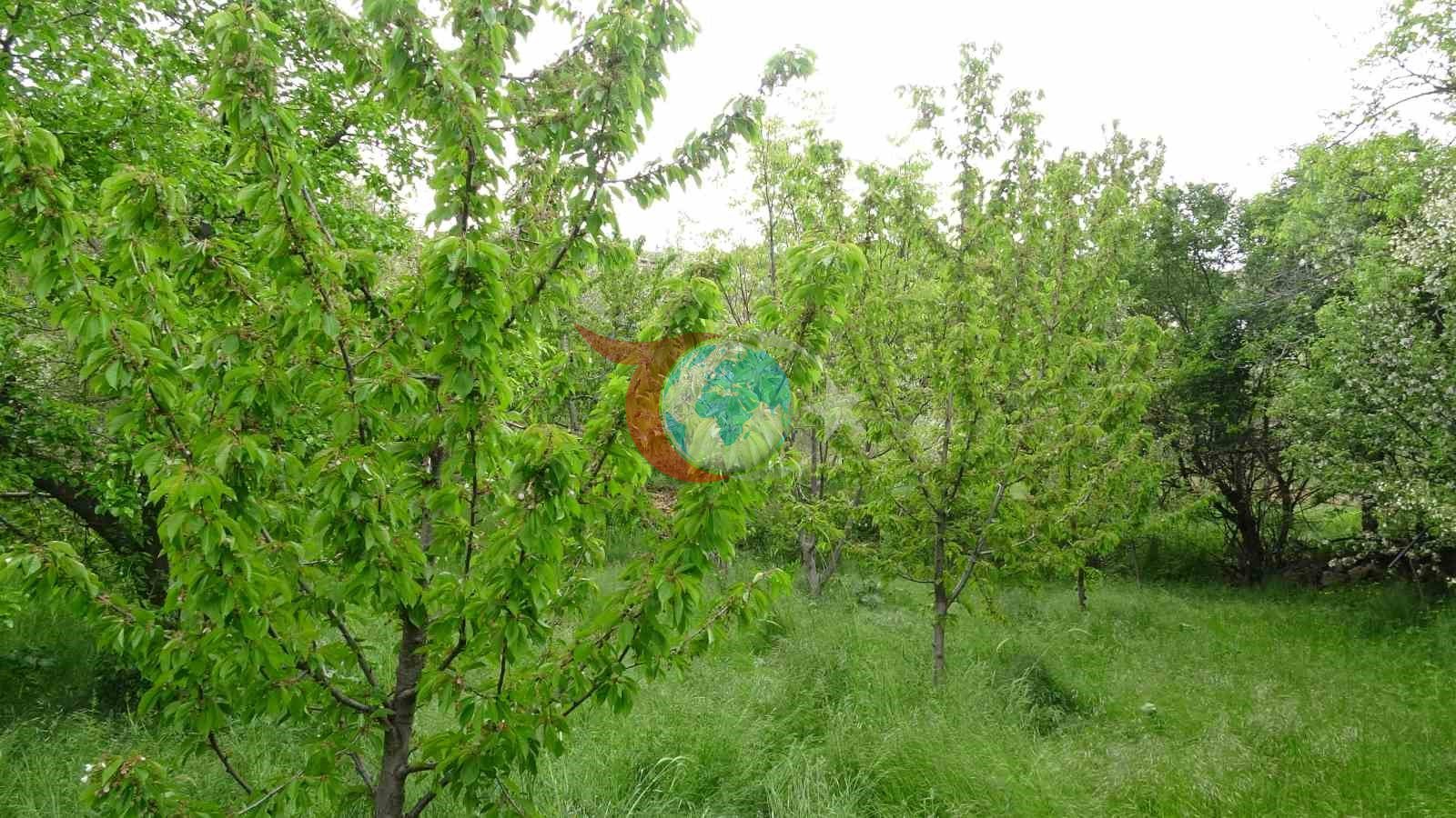 Malatya және басқа да жемістер үшін үмітті сурет