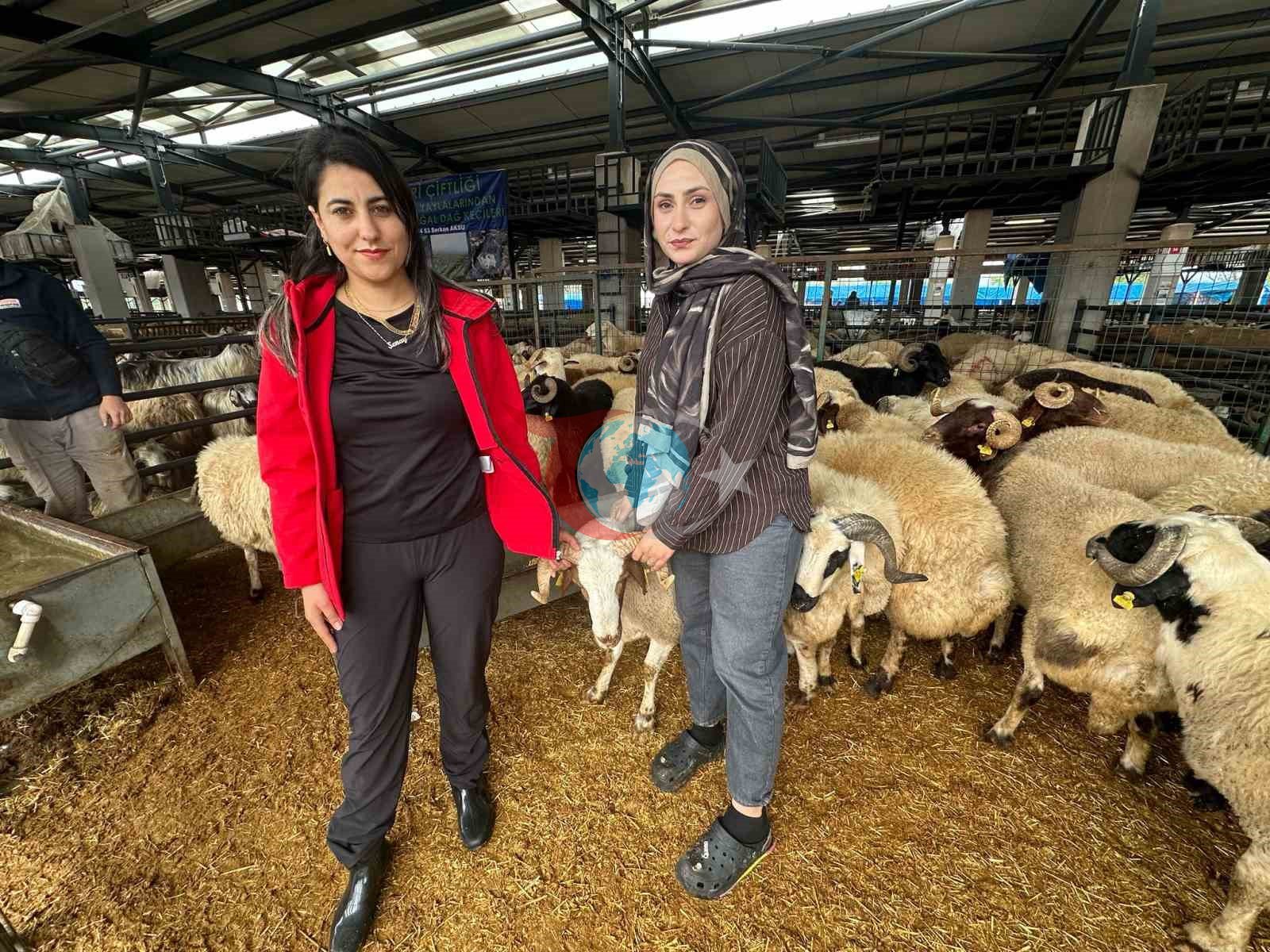 Bursa'nın Kurban Pazarında İki Genç Kadın Celep İlgi Odağı