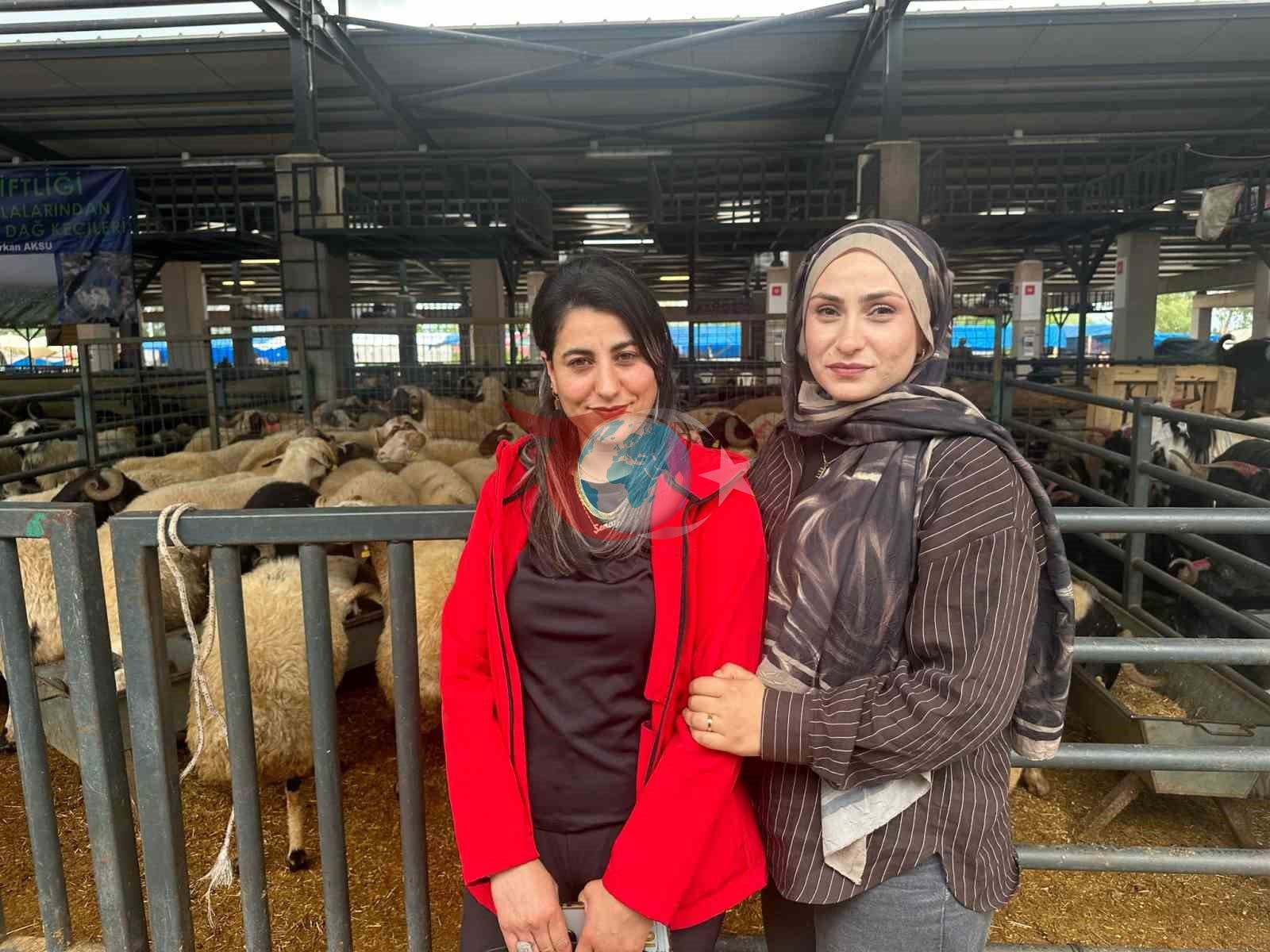 İki genç kuzen celep, Bursa’daki kurban pazarında rekabeti artırdı