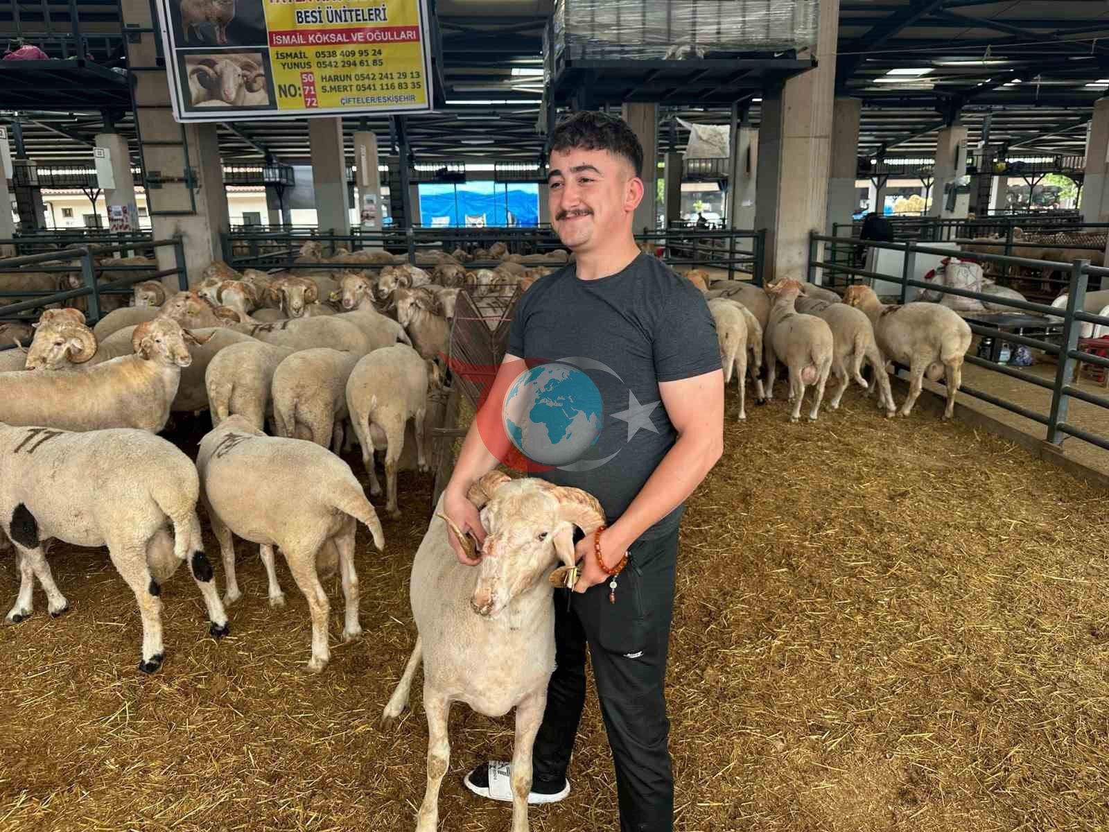 Bursa'da Görülen Eşsiz Üç Boynuzlu Koç İlgi Çekiyor