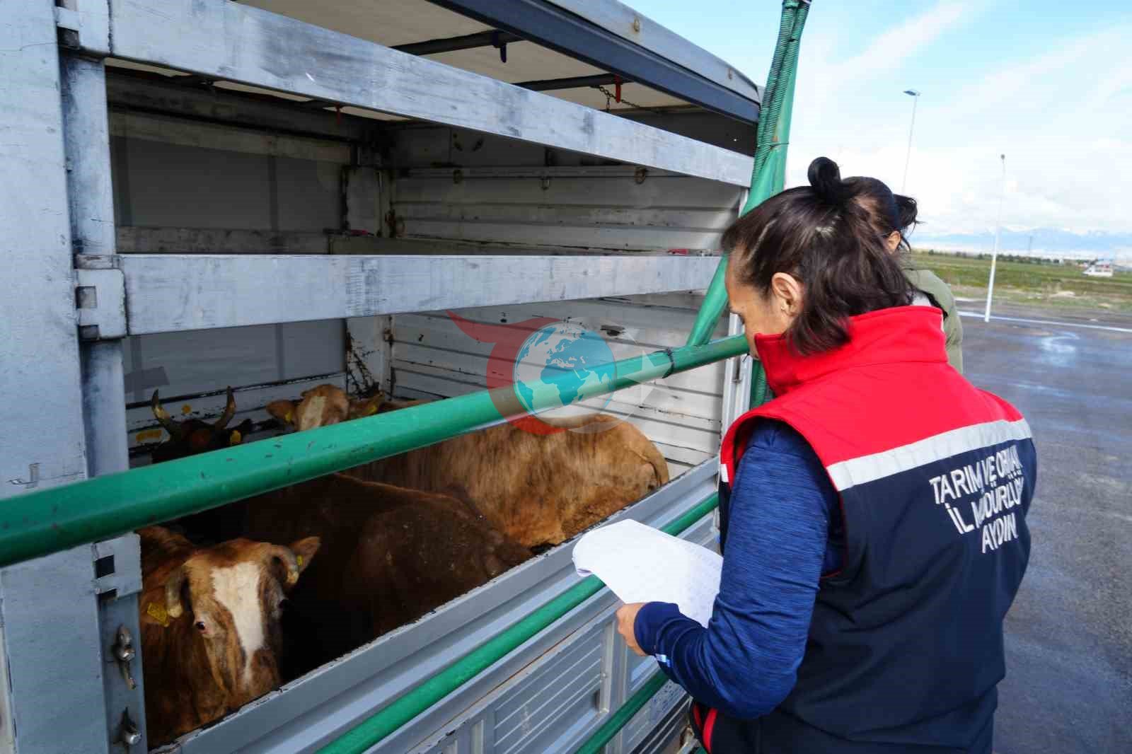 Erzurum'da Kurbanlıklar İçin Yoğun Denetim Süreci