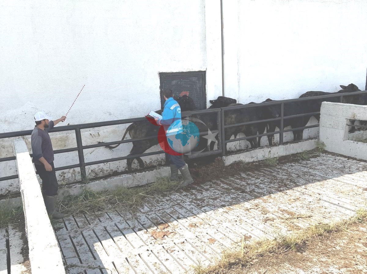 Kütahya'da Brezilya'dan Gelen Danalara Sağlık Kontrolü