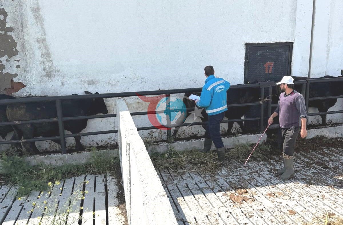 Kütahyada import qilingan semizliklarni emlash va sog'lig'ini tekshirish