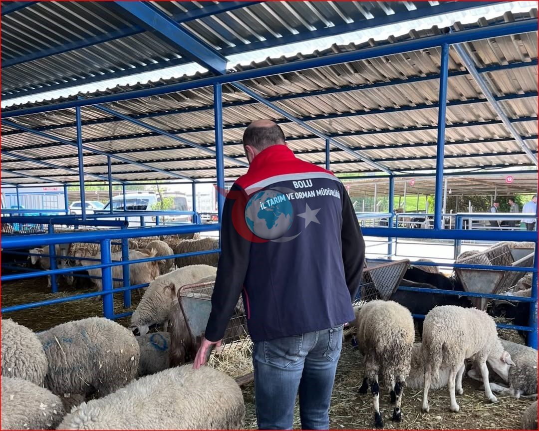 Bolu'da Kurban Pazarlarına Sıkı Denetim: Hayvan Refahı ve Hijyen Ön Planda