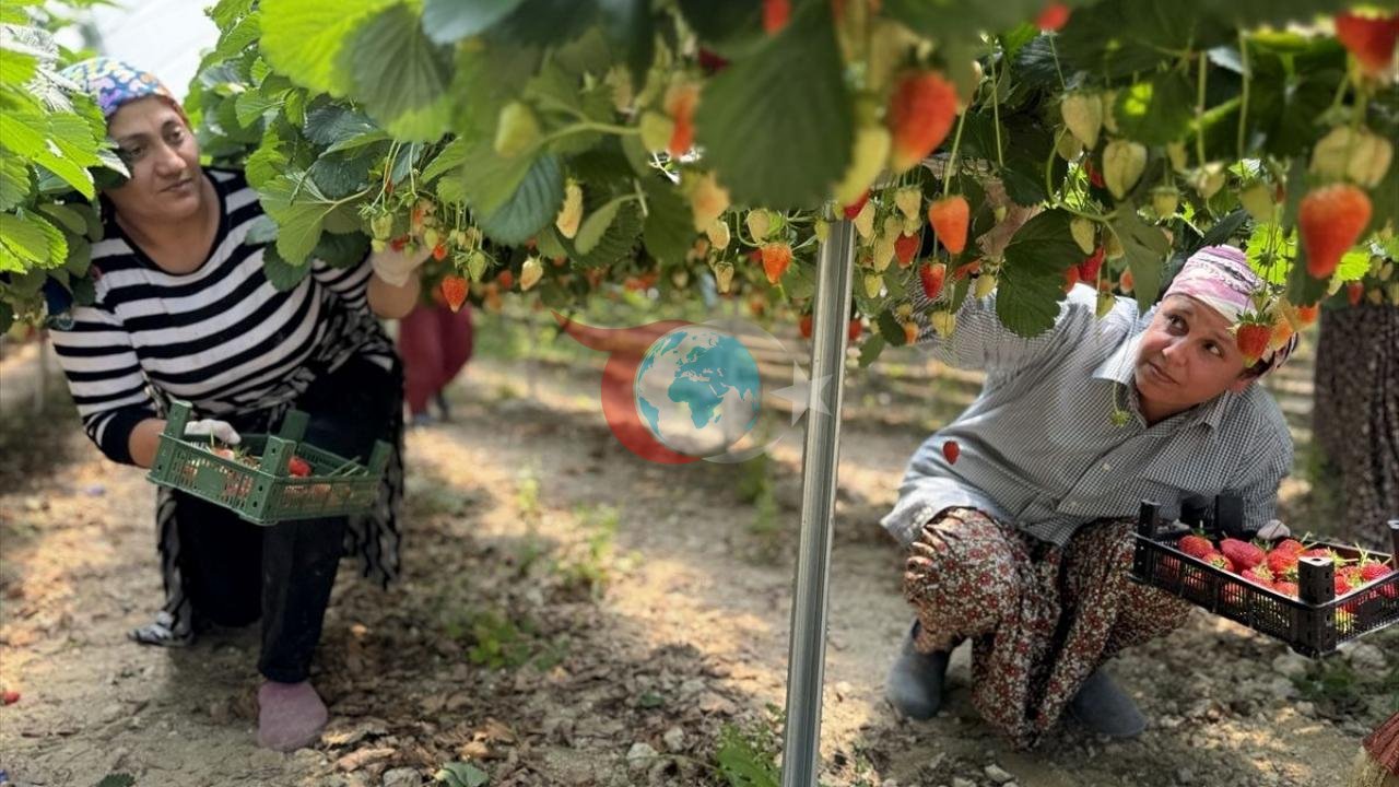 Yapay Zeka Destekli Çilek Üretimi İhracatta Fark Yarattı