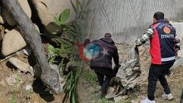 3 metrlik nəhəng ilan evin altına yuva qurdu, qorxurlar ki, belediyeden qorxurlar. width=