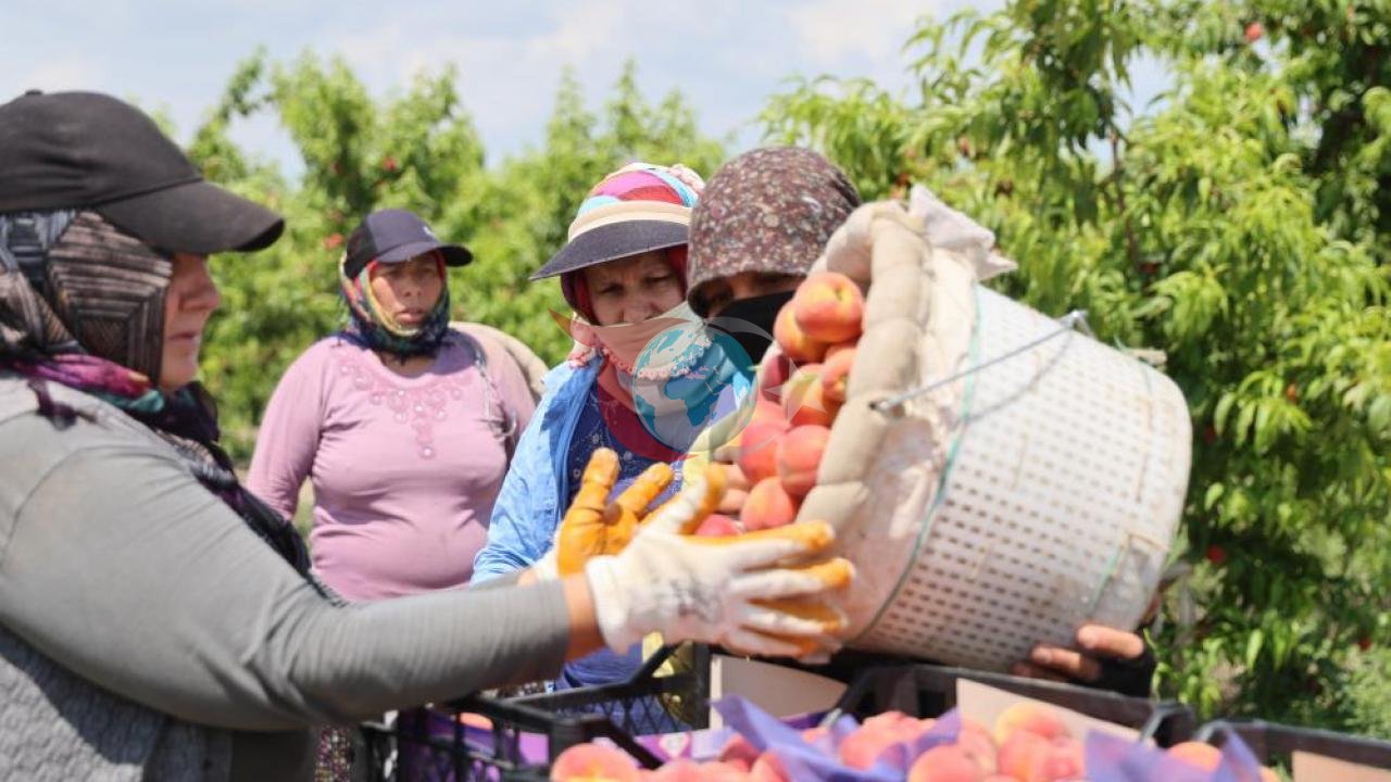 Adana'da Şeftali Hasadı Başladı: Fiyatlar 10-20 TL Arasında