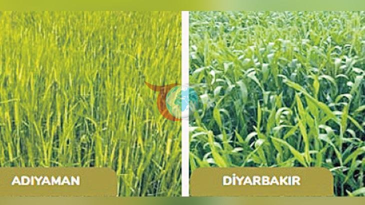 Yağışların Bereketi ve Riskleri: Tarımda Rekor Üretim Beklentisi