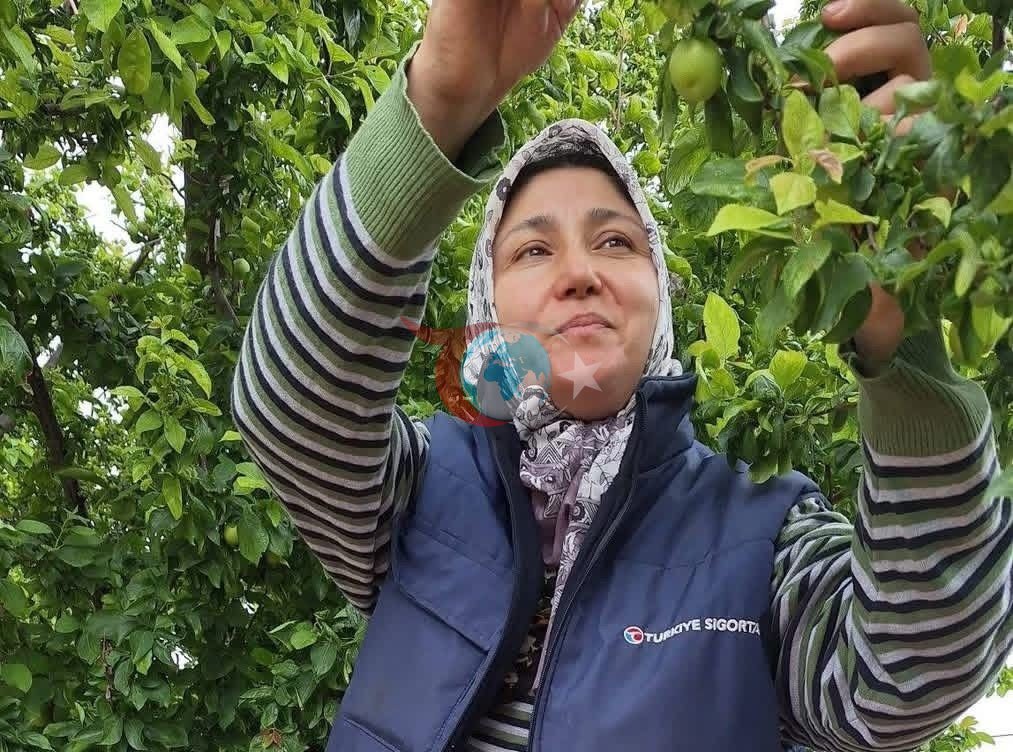 Manisa'da Yaz Meyveleri Üreticinin Yüzünü Güldürüyor