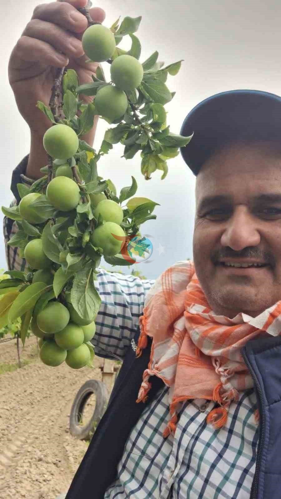 Yay meyvələrinin bolluğu istehsalçıları sevindirdi.