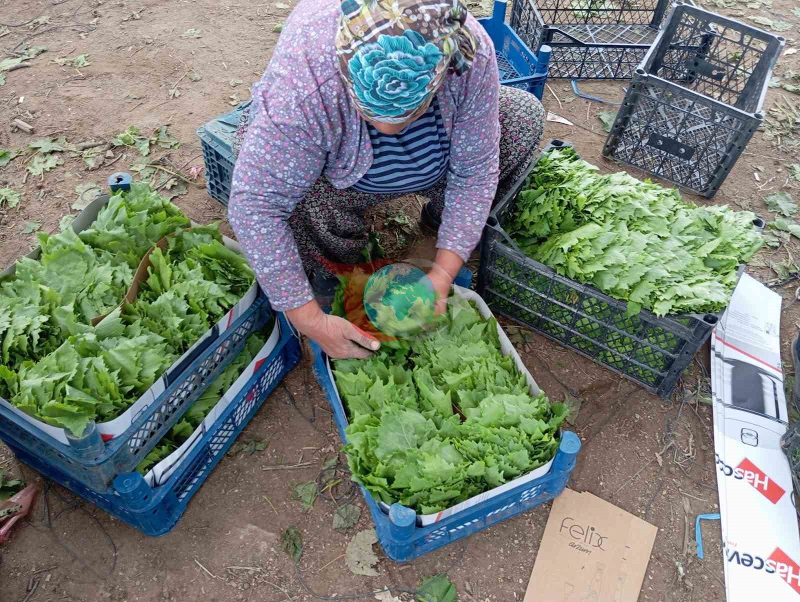 Yaşıl qızıl üzümçüyə erkən qazanc təmin edir