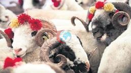Küçədə qurbanlıq kəsib basdıranlara 29 min 529 TL pul cəzası 