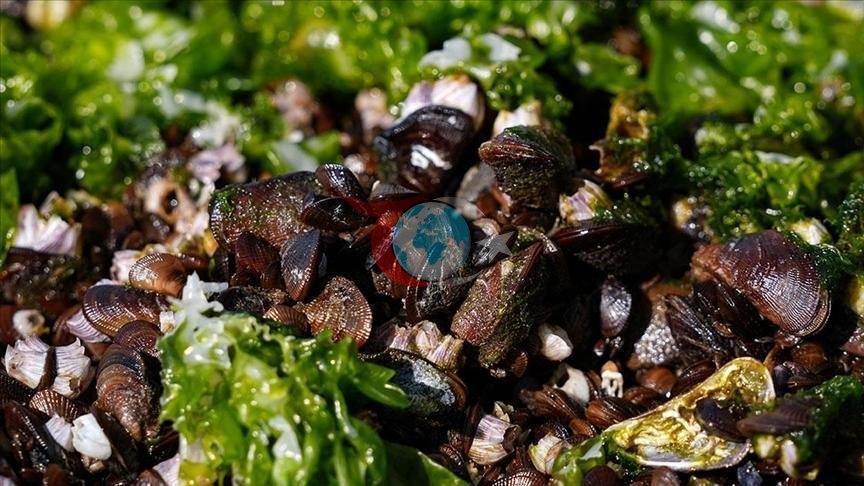 İzmir'de Yasa Dışı Su Ürünlerine Büyük Operasyon