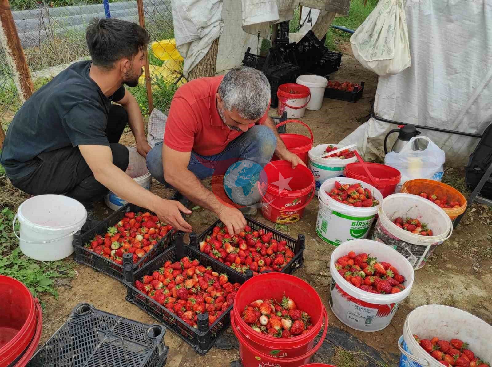 Organik Çilek Üreticileri Destek Bekliyor: Pazarlama Sorunları Artıyor